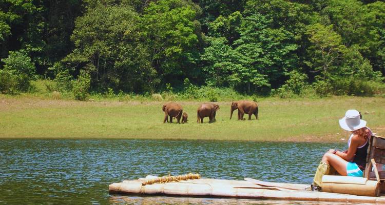 Touriste sur un radeau de bambou observant trois éléphants sauvages qui broutent au bord d'un lac à Periyar.
