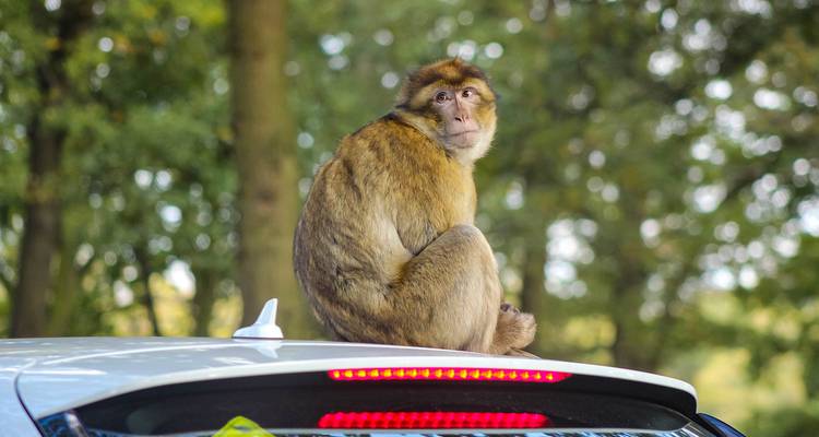 Macaco de Berbería posado en el techo de un coche con vegetación forestal verde en el fondo.