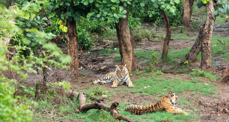Dos tigres de Bengala descansando en un claro de bosque frondoso con árboles altos y vegetación verde.