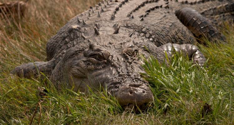 Primer plano de un gran cocodrilo marismeño tendido en humedales herbosos, mirando hacia la cámara.