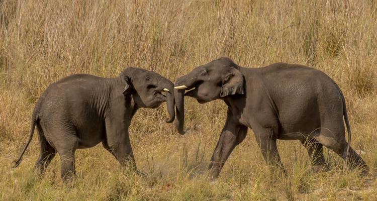 Dos elefantes asiáticos jóvenes luchando juguetonamente con sus colmillos en la hierba alta de un prado abierto.