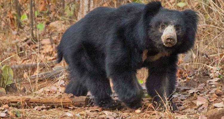 Un oso perezoso caminando a través de la maleza del bosque seco.