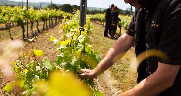 Un ouvrier viticole inspecte les vignes vertes tandis que des visiteurs se promènent entre les rangées par une journée ensoleillée.