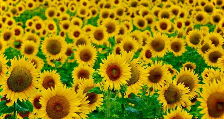 Campo infinito de girasoles en flor creando un mar amarillo vibrante bajo una luz suave.