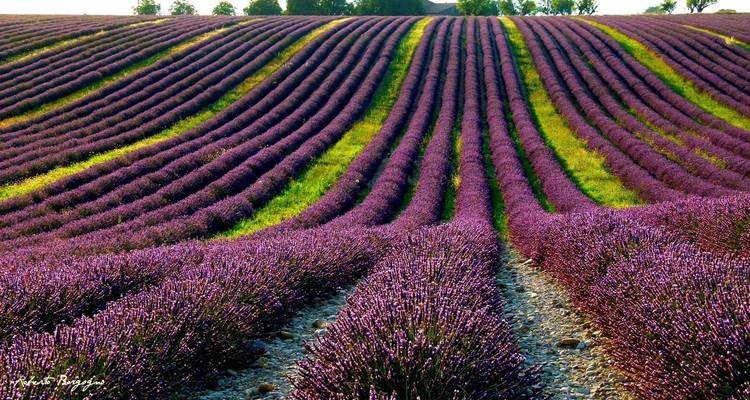 Hileras vívidas de lavanda púrpura extendiéndose hacia el horizonte en la Provenza.
