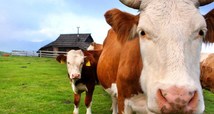 Gros plan de vaches brunes et blanches curieuses sur un pâturage alpin vert avec une grange en bois.
