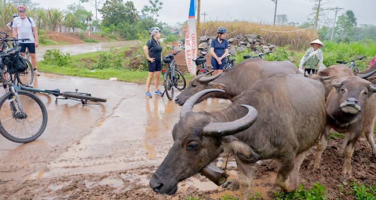 Des cyclistes rencontrent un troupeau de buffles d'eau debout sur un chemin rural boueux.