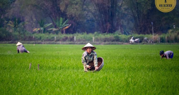 Des agriculteurs portant des chapeaux coniques travaillent dans une rizière d'un vert éclatant, avec de l'eau jusqu'aux genoux.