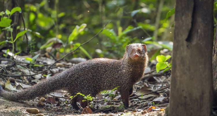 Una mangosta marrón delgada permanece alerta en el suelo del bosque cubierto de hojas.