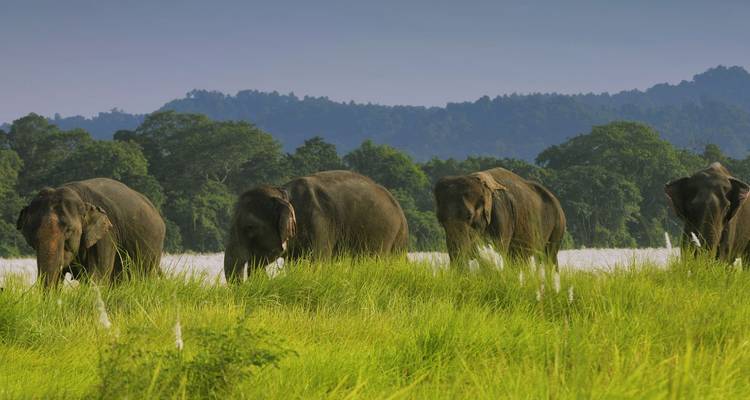 Una fila de elefantes asiáticos pastando en hierba verde alta con colinas boscosas distantes bajo un cielo azul despejado.