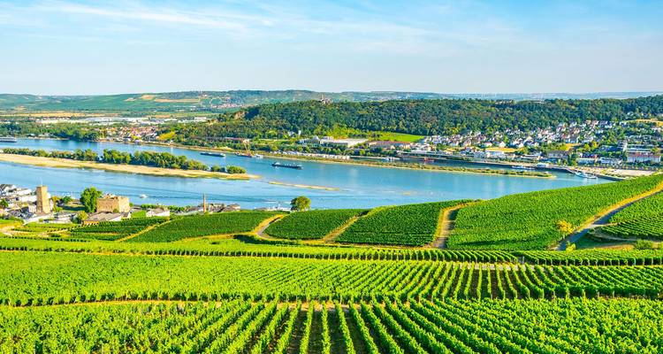 De vastes vignobles verts dégringolant vers le Rhin sinueux sous un ciel dégagé.