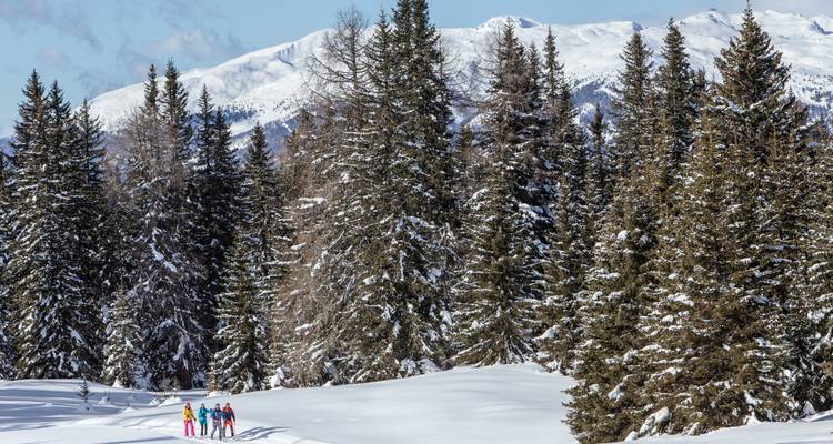 Groupe de skieurs de fond traversant une prairie enneigée au milieu de grands conifères alpins
