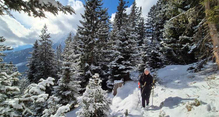 Randonneur solitaire avec bâtons de marche traversant une forêt de pins enneigée par une journée d'hiver ensoleillée.