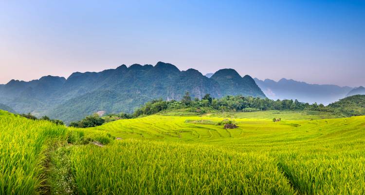Exuberantes terrazas de arroz verdes que se extienden hacia dramáticas montañas kársticas bajo un cielo azul despejado.