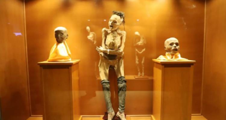 Museumvitrine met gemummificeerde overblijfselen en twee geconserveerde hoofden onder warme verlichting.