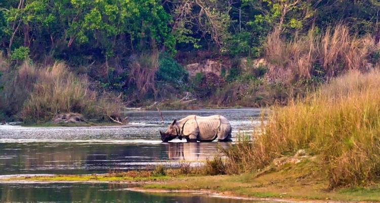 Ein großes Panzernashorn watet in einer ruhigen Flussbiegung, die von Schilf und bewaldeten Ufern gesäumt ist.