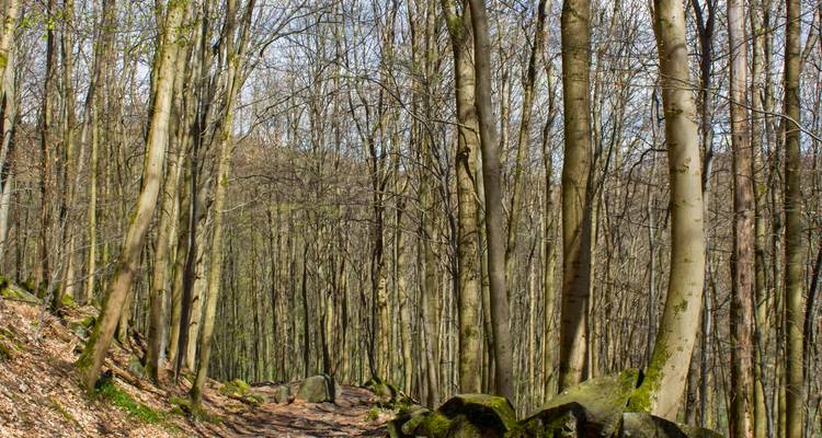 Mit Laub bedeckter Waldweg, der sich durch hohe kahle Bäume im frühen Frühling windet