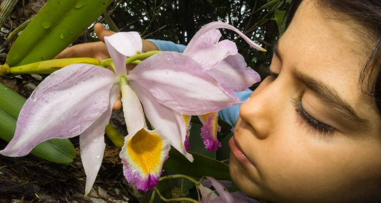 Young child closely smelling a delicate pink orchid flower covered in dew in the jungle.