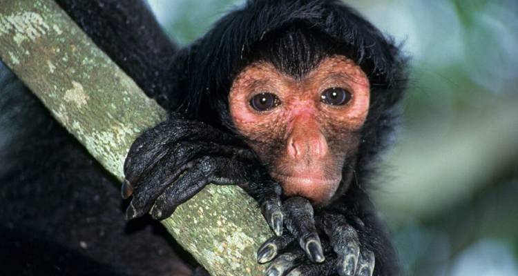 Close portrait of a curious black-faced spider monkey clinging to a tree branch.