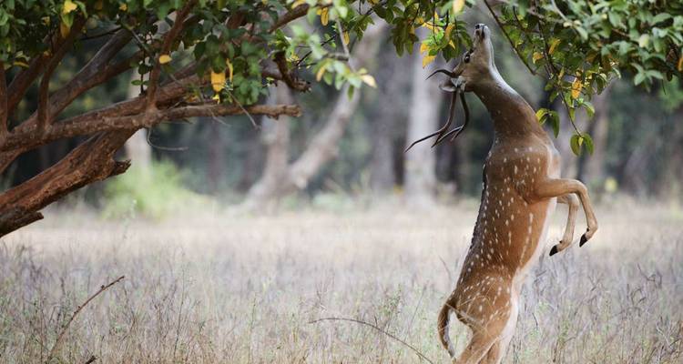 Gefleckter Hirsch, der auf den Hinterbeinen steht und in einer trockenen Graslandlichtung nach Blättern greift.