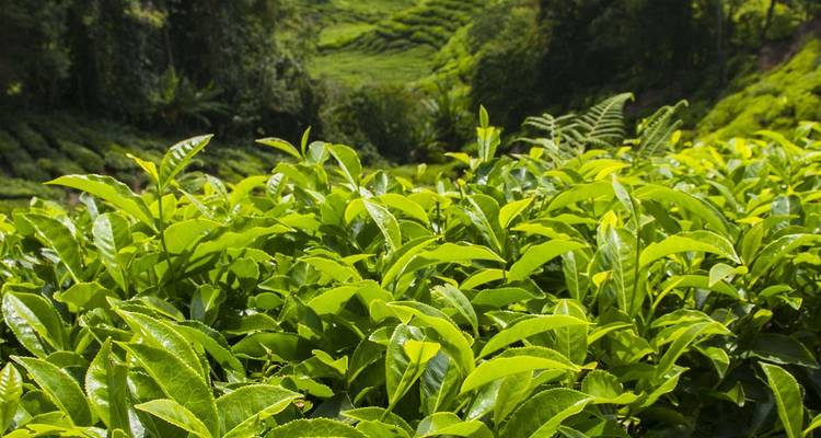 Primer plano de hojas de té verde vibrantes en una plantación iluminada por el sol que se extiende a través de colinas ondulantes.