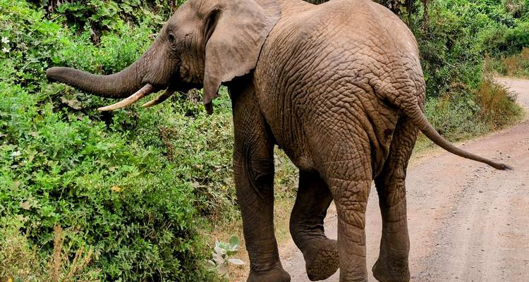 Afrikanischer Elefant beim Fressen grüner Sträucher neben einem Erdweg in der Savanne