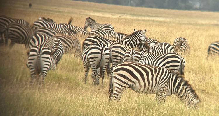 Große Zebraherde, die auf hohem goldenen Gras in der offenen Ebene grast