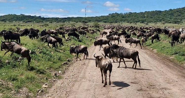 Hunderte von Gnus drängen sich auf einer Erdstraße während der Wanderung durch die grüne Savanne