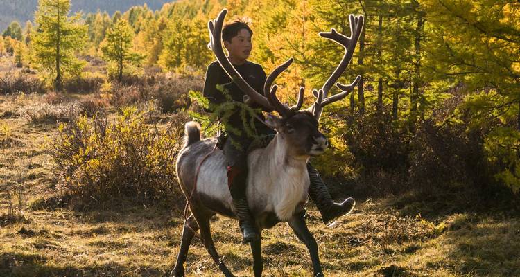 Jeune berger monte un renne à travers une prairie de taïga aux couleurs d'automne parsemée de mélèzes dorés.