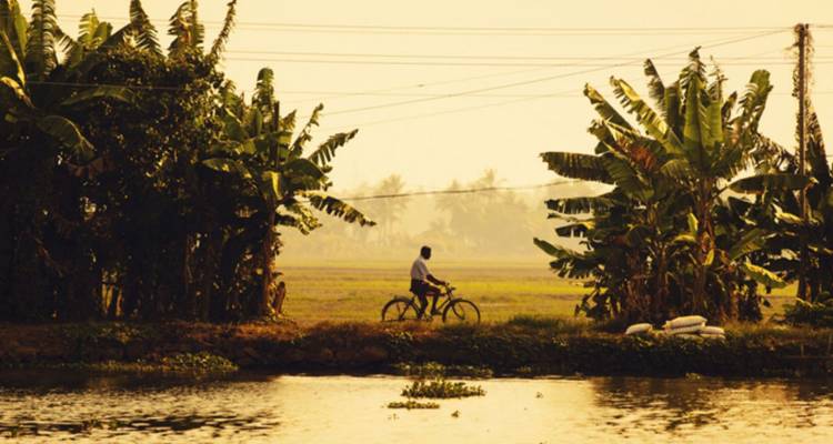 Radfahrer fährt an Bananenhainen entlang eines friedlichen Kanals im warmen goldenen Licht vorbei.