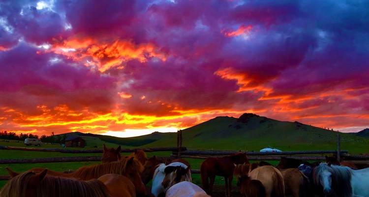 Des nuages rouge brillant et violets embrasent le ciel au-dessus de chevaux qui broutent et de collines verdoyantes vallonnées au coucher du soleil.