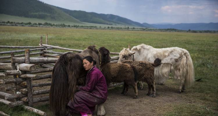 Femme nomade en robe magenta trait un veau de yak près d'un enclos en bois rustique dans les prairies ouvertes.