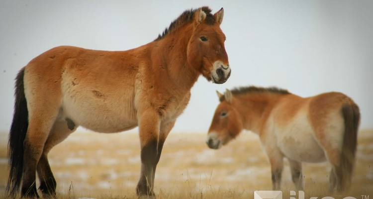 Une paire de chevaux de Przewalski se tient debout sur une prairie enneigée dans la lumière hivernale.