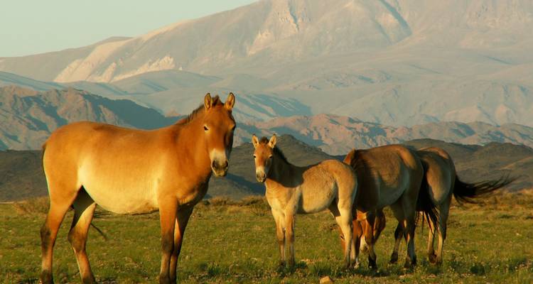 Un groupe de chevaux de Przewalski broute dans une steppe verte avec des montagnes escarpées en arrière-plan dans la lumière du soir.