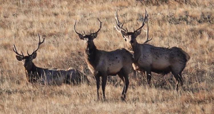 Trois cerfs rouges majestueux avec des bois se tiennent en alerte dans l'herbe dorée et sèche de la steppe ouverte.