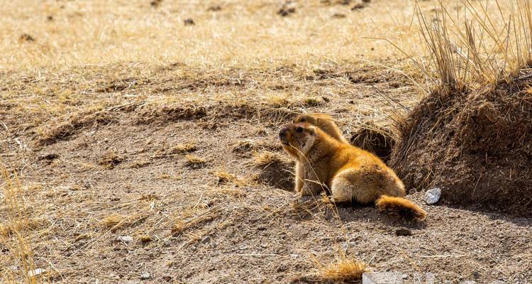 Une marmotte solitaire est assise à l'entrée de son terrier sur une colline herbeuse sèche en se grattant la tête.