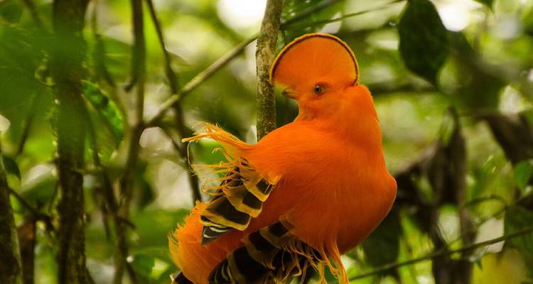 Vivid orange cock-of-the-rock bird perched among green rainforest foliage.