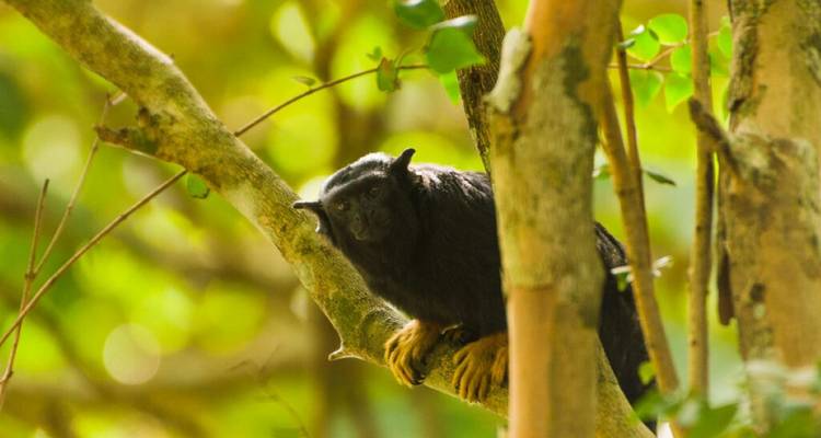 Small tamarin monkey peers from a tree limb amid sun-dappled jungle greenery.