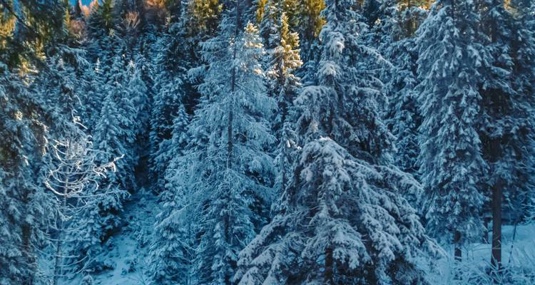 Forêt dense de conifères couverte de neige fraîche vue d'en haut