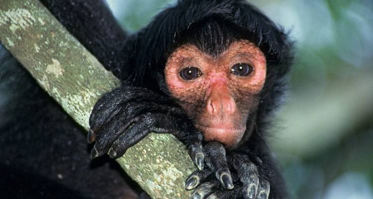Close-up of a curious black-faced monkey clutching a tree branch in the rainforest.