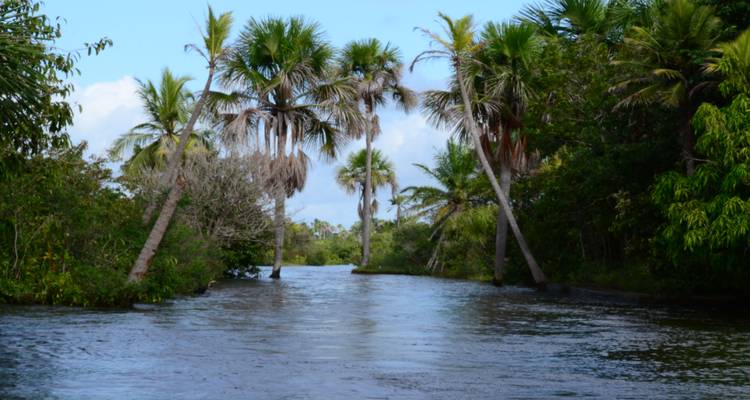 Rivière tropicale bordée de palmiers et de jungle dense sous un ciel bleu