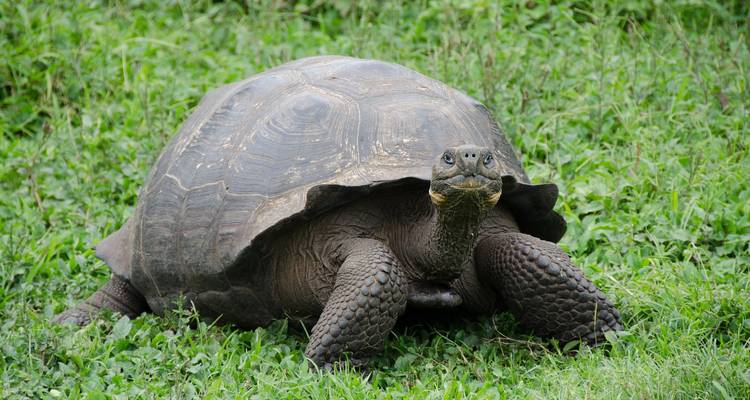 Eine Nahaufnahme einer riesigen Galápagos-Schildkröte, die auf üppigem grünen Gras ruht.