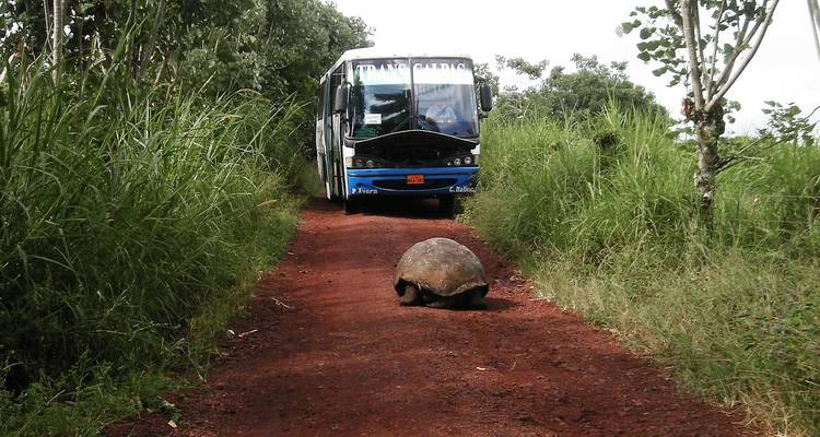 Eine große Schildkröte überquert eine rote Schotterstraße, während ein Reisebus dahinter wartet, umgeben von hoher grüner Vegetation.