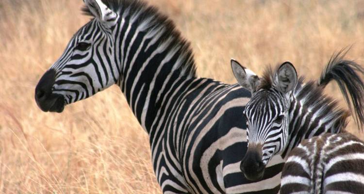 Zèbre adulte et poulain debout en alerte dans l'herbe dorée sèche de la savane africaine.