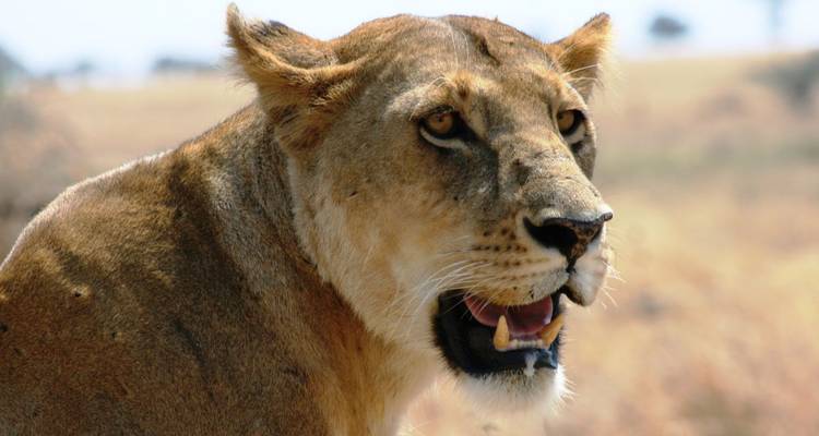 Portrait en gros plan d'une lionne alerte fixant intensément les plaines brûlées par le soleil.