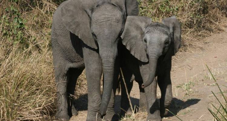 Une mère éléphante protège son petit sur un sentier poussiéreux au milieu des herbes sèches de la brousse.