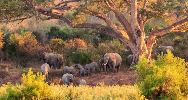 Un troupeau d'éléphants se rassemble dans la lumière dorée de l'après-midi sous un large arbre de la savane.