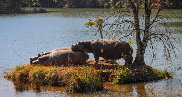 Trois hippopotames se prélassent sur un petit îlot herbeux dans un lac tranquille bordé de bois.