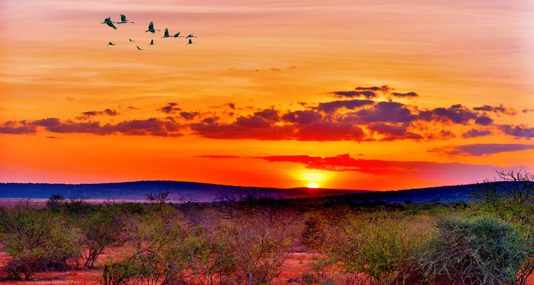 Briljante oranje zonsondergang schildert de lucht boven het struikgewas terwijl een zwerm vogels overvliegt