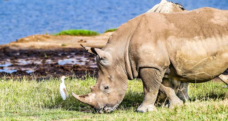 Neushoorn grazend bij een drinkpoel met een reiger ernaast, modderige oever en blauw meer op de achtergrond